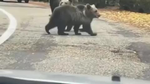 Guy gets a high five with a wild bear