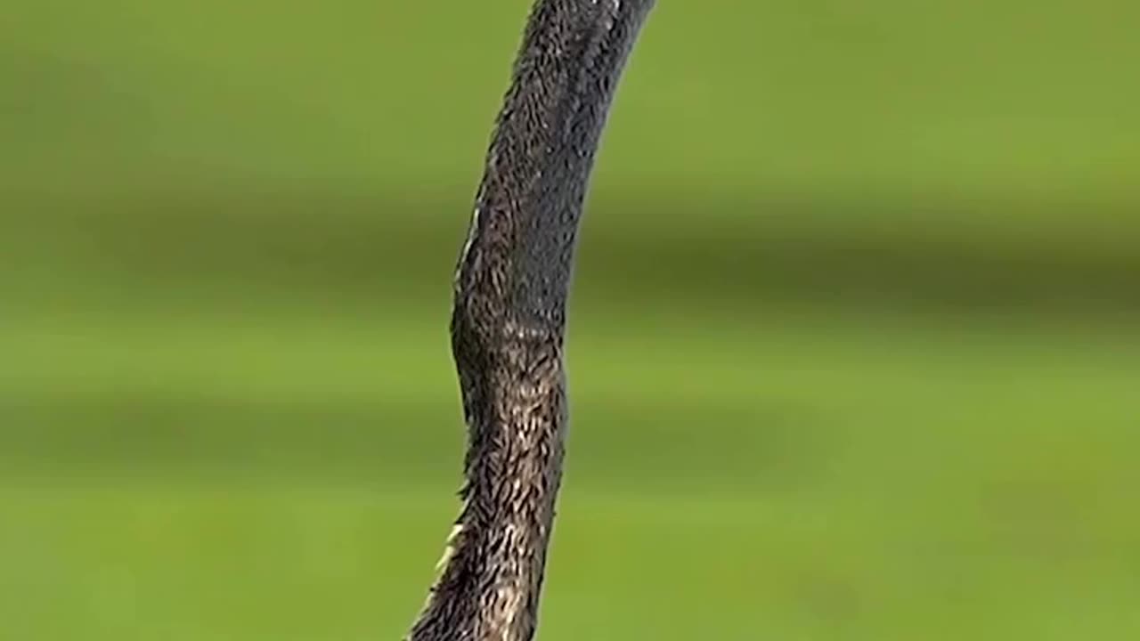 The Oriental Darter catches a fish, throws it up and gobbles it down