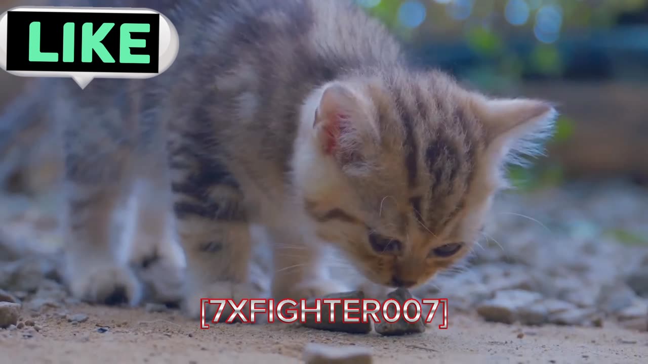 Cute Cat funny video