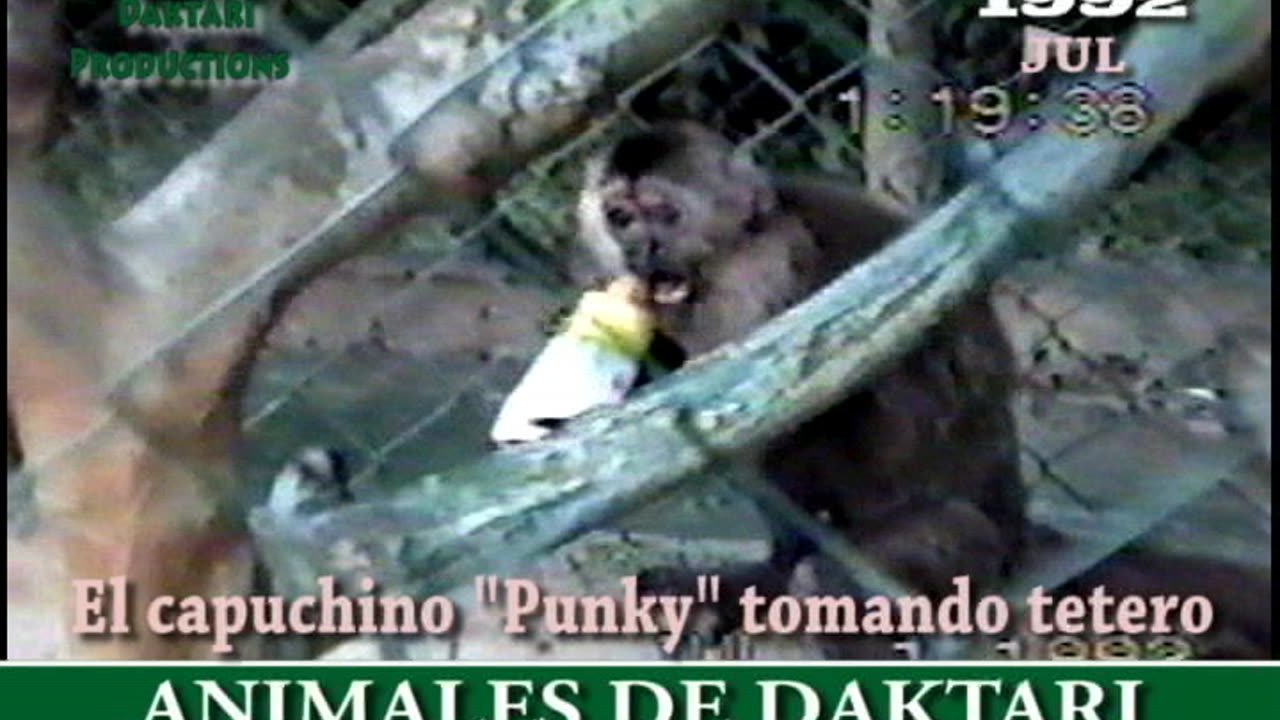 1992 M07 Punky tomando tetero en su jaula de Daktari