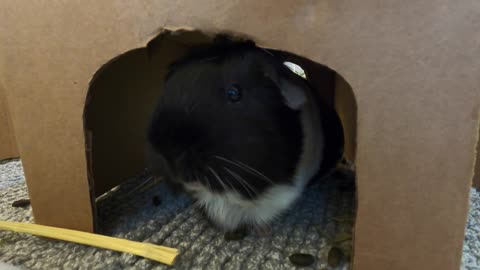 Acorn the guinea pig compilation