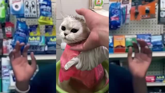 Meow Wang Wang Wang