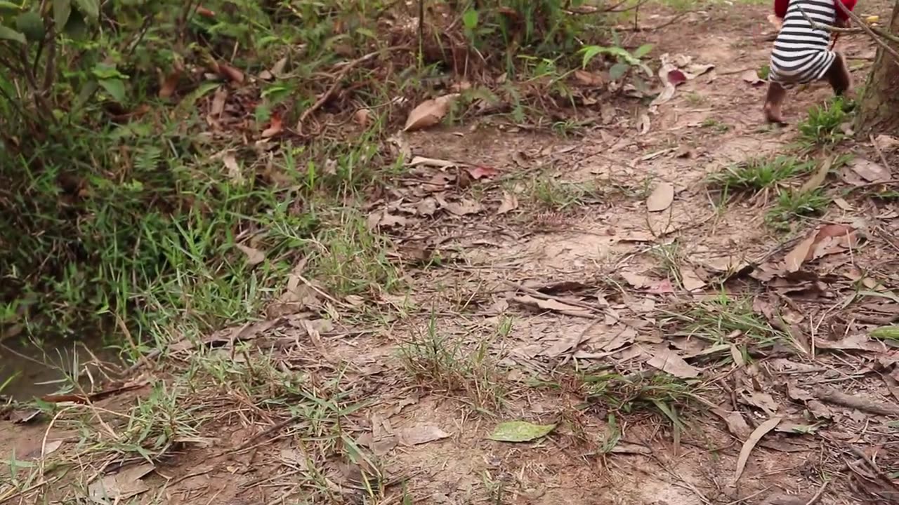 Funny Baby Monkey Video, Funny Baby Monkey Fishing | Animal Home HT