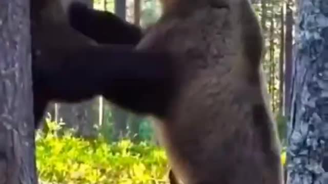 A Fierce fight between two bears over hunting short video