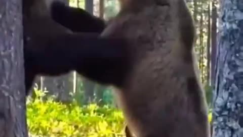 A Fierce fight between two bears over hunting short video