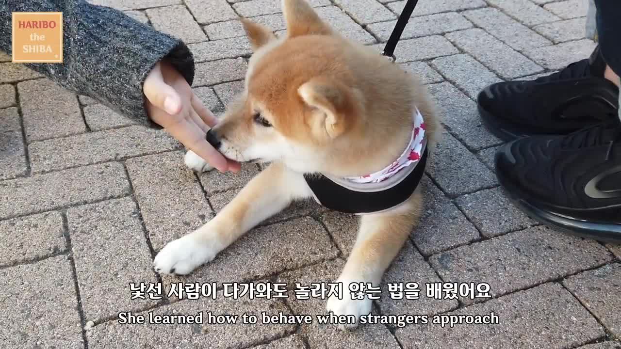 Shiba Inu from Puppy to Adult (8 weeks to 1 year)