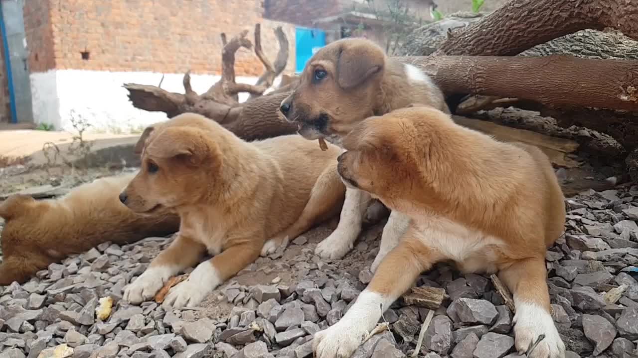 Funny Dog video for Animal Blog