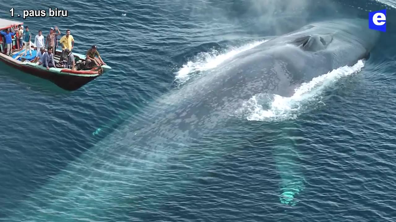 The Biggest Fish Fish in the World Ruler of the Deep Seas