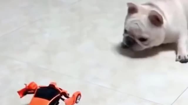 French bull vs transformer