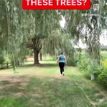 WEEPING WILLOW WONDERMENT