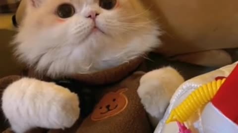 How is the kitten dressed today? Is it super fashionable?