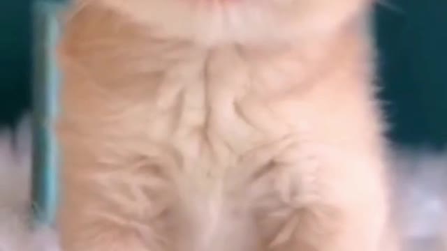 Cute 😍 Funny Kitten 😸 Video || Very Amazing Moment || Animal Lovers#Cute #Crazy #Funny