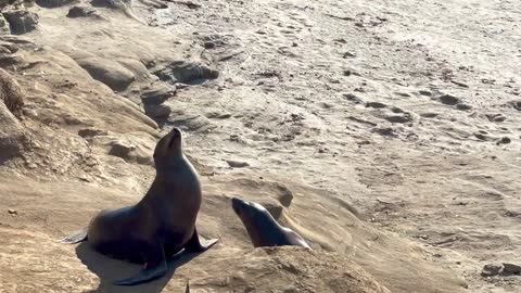 sexy sunbathers