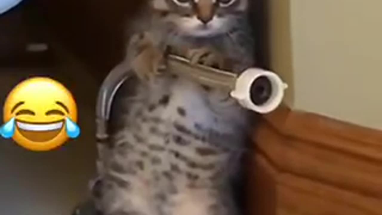 Funny cat | tiktok compilation | GoldenBird