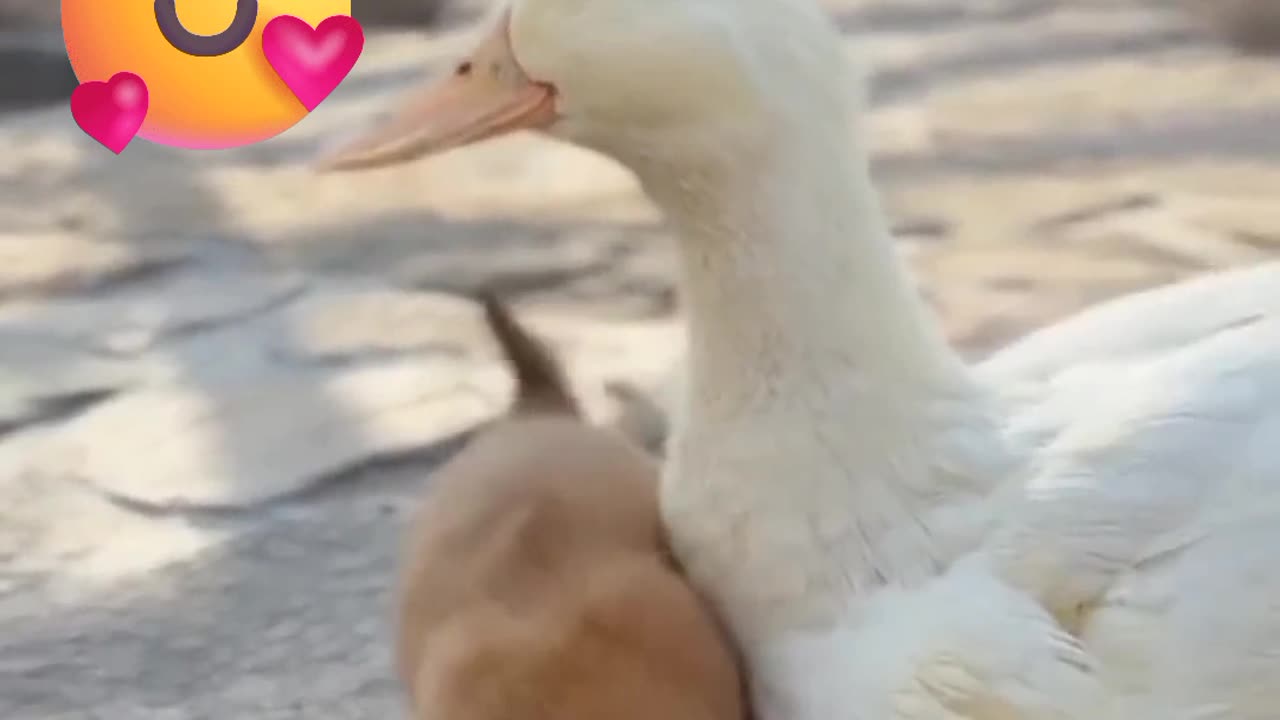 Duck 🦆 Vs CUTE BABY 🐈