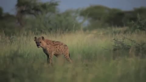 Nature from Ethiopia Wild life