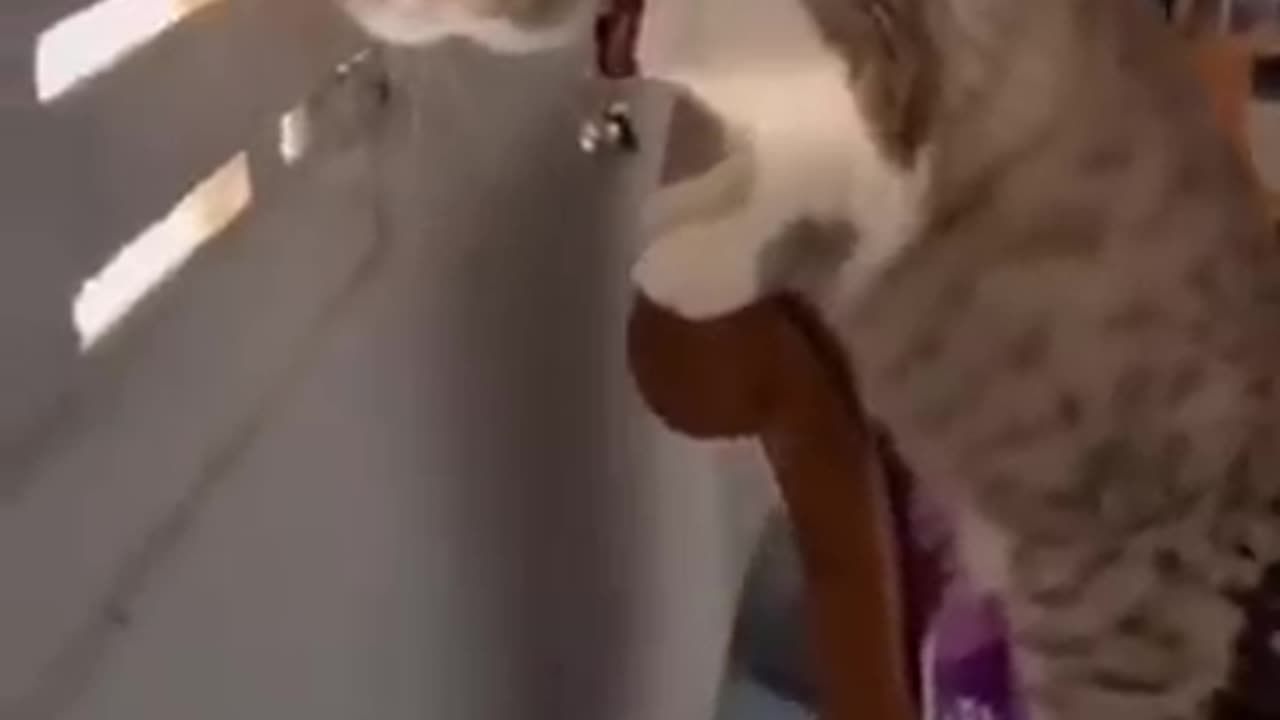Animal funny video