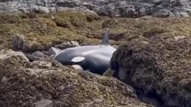 A group of friends and volunteers are trying to save a beached whale...