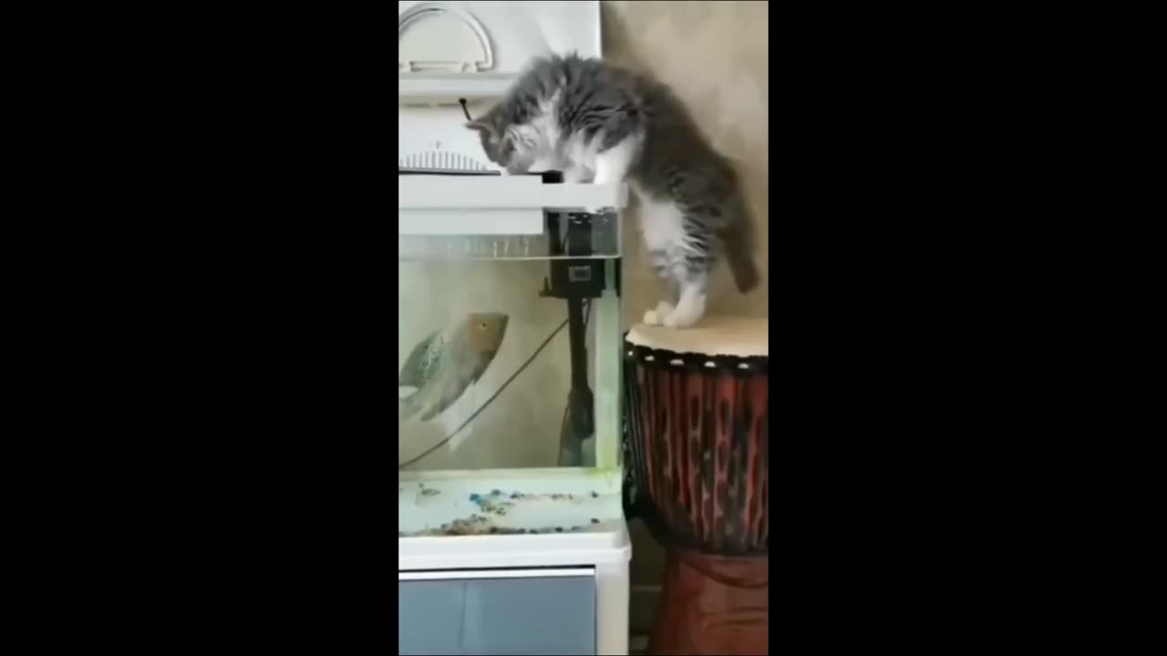 Funny animal videos 2023 - Funny cats/dogs - Funny animals