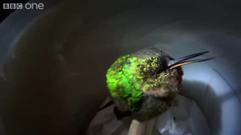 Snoring hummingbird - Super Cute Animals