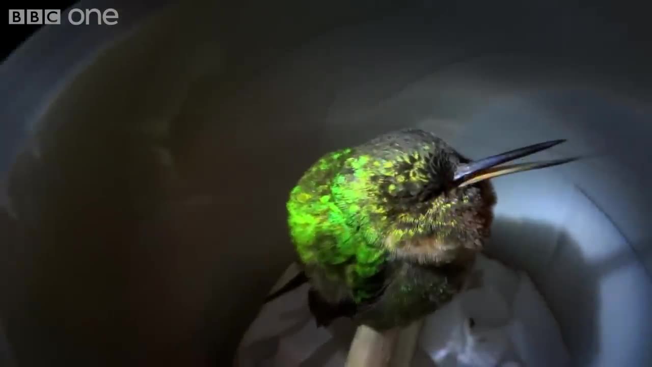 Snoring hummingbird - Super Cute Animals