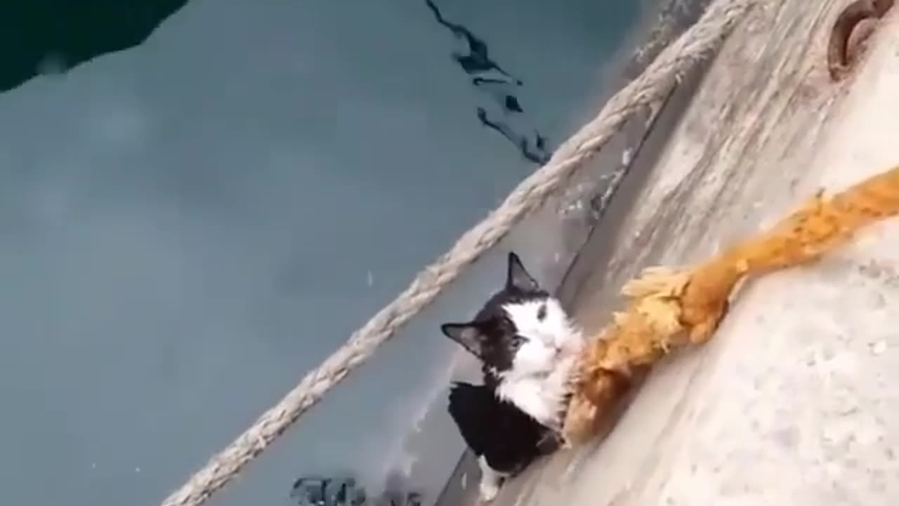 Save a drowning cat