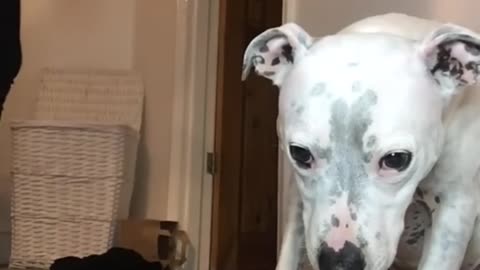 23_Super funny dog videos from TikTok - The most patient dog in the world