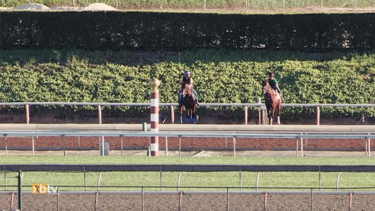 American Pharoah takes in the scenery as he gallops on a busy morning