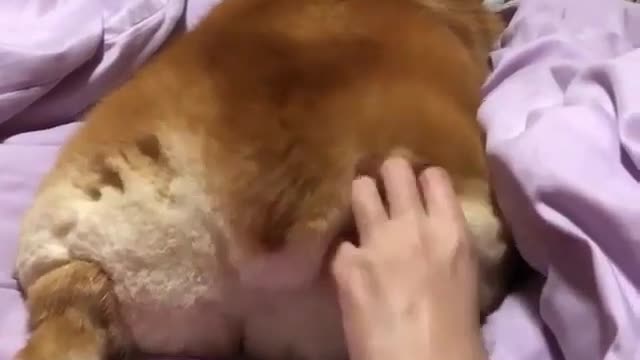 A dog with its back to its master.