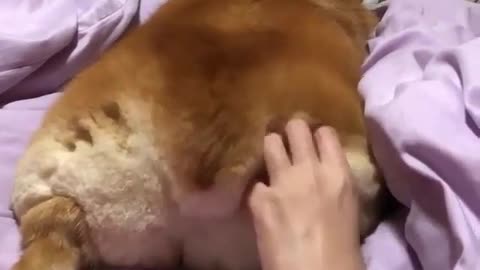 A dog with its back to its master.