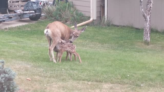 Two Fawns Weaning