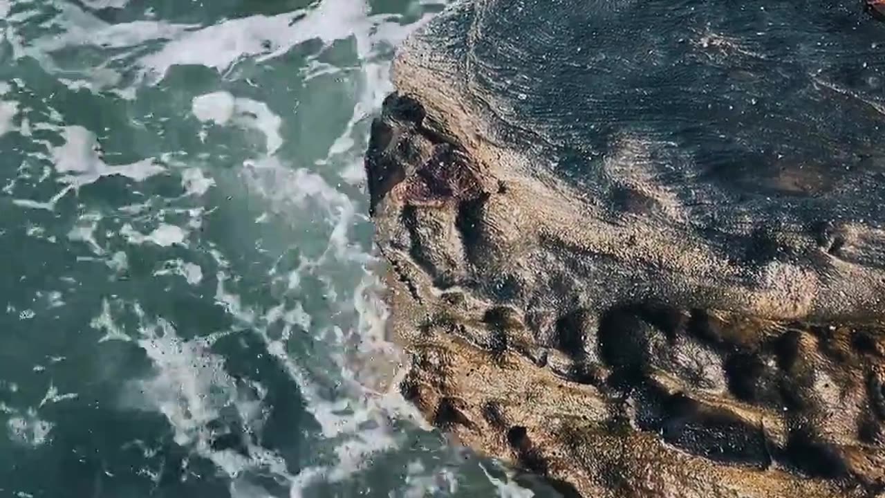 Nature video