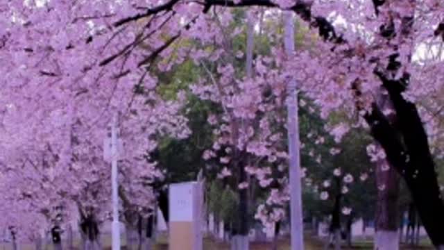 The cherry blossoms are still falling at a rate of five centimeters per second and