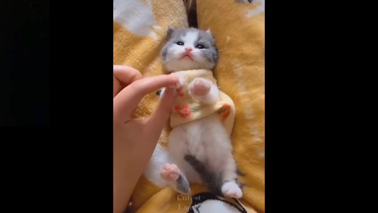 Lindo Gatito y Tierno