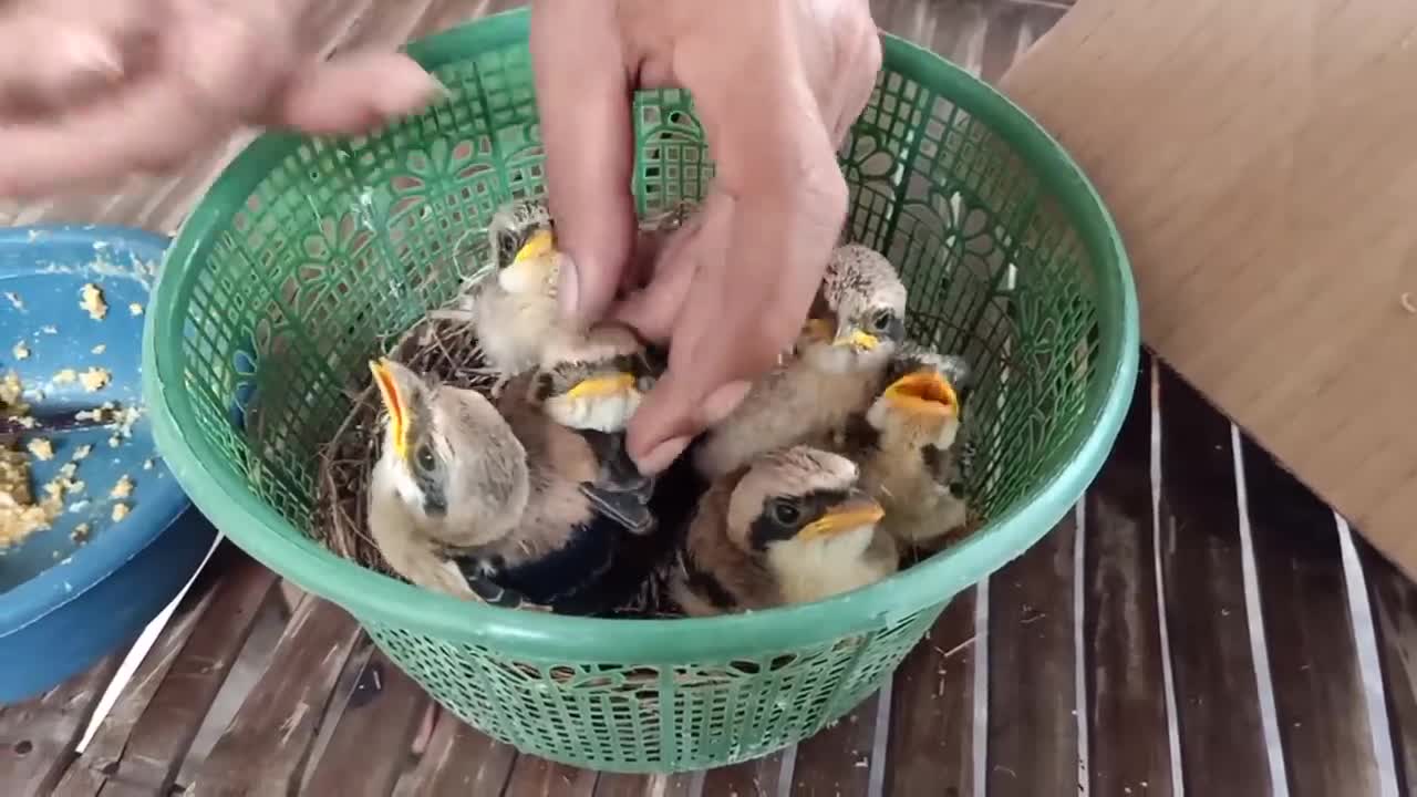 What are these birds called