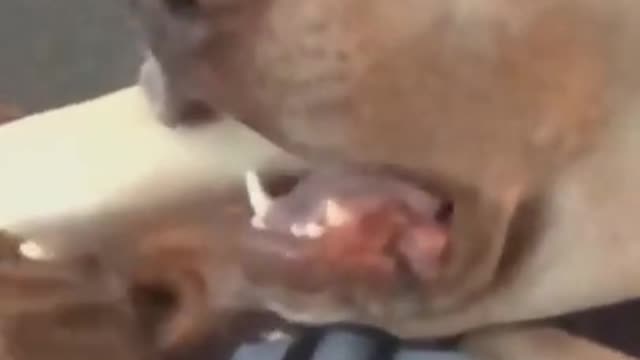Funny Dogs!