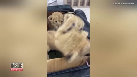 4 Lion Cubs and Leopard Cub Rescued From Homes in Ukraine