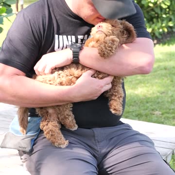 How to Avoid Littermate Syndrome in Puppies