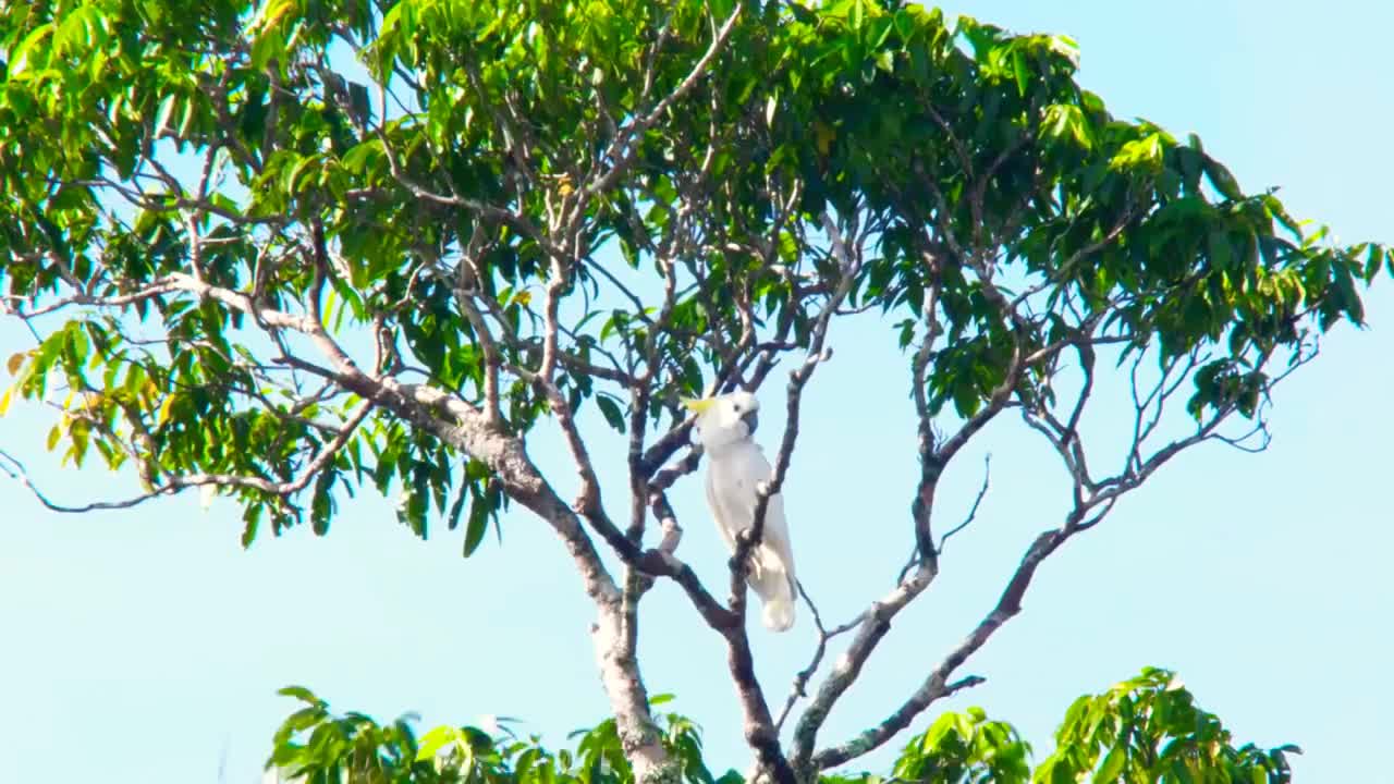 wonderful indonesia on papua