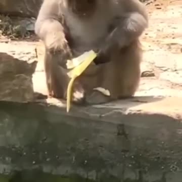unlucky monkey