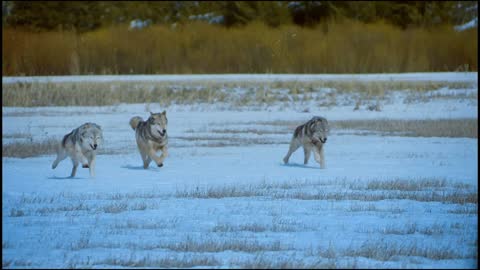 Wolves on snow