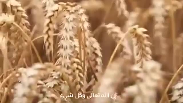 المشكلة ليست في القمح "الرباني" المشكلة في القمح المستورد المعدل وراثياً