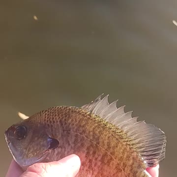 Blue gill