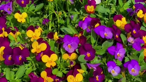 Lil’ Pansies💜💛💗✨