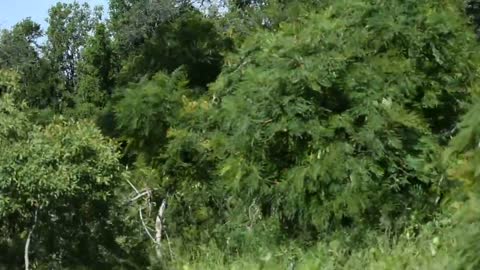 Elephant shaking Tree