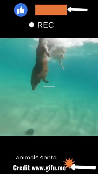 Cute golden retriever swim