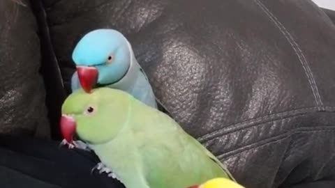 Colorful pet parrots doing mischief