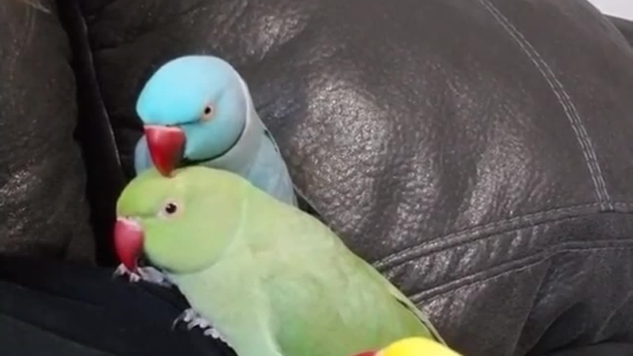 Colorful pet parrots doing mischief