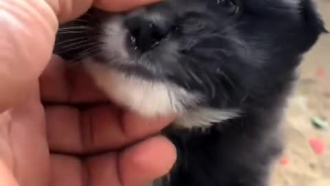 Funny dog_ dont touch me