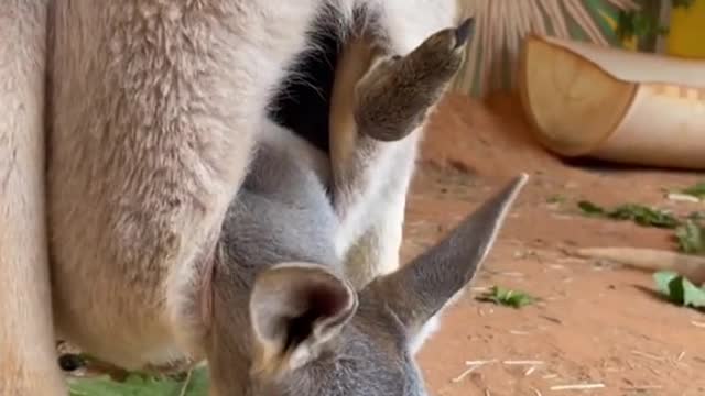 Baby Kangaroo Surprises Family With Adorable Appearance!